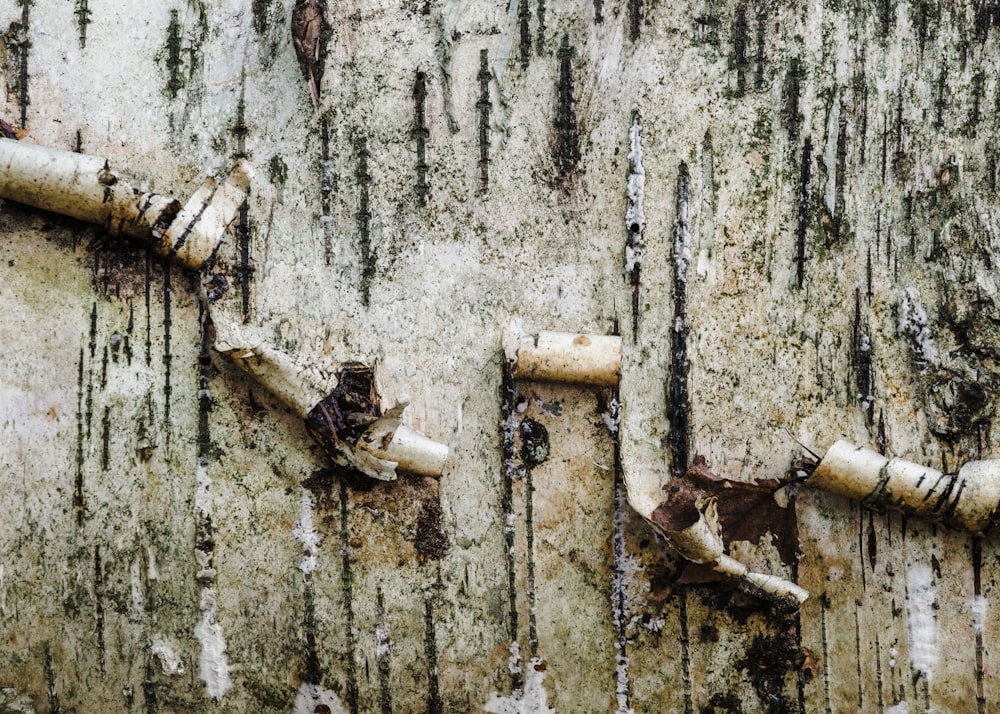 a close up of a tree trunk with peeling paint