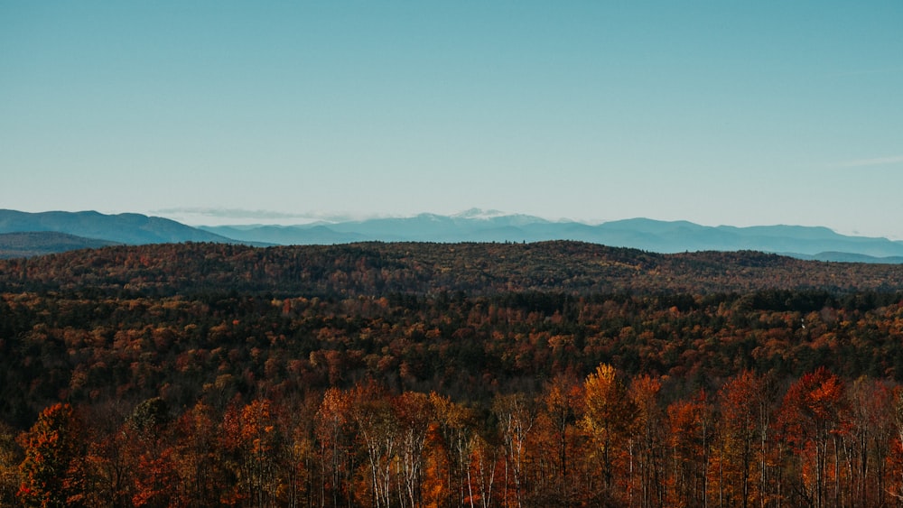 aerial view of forest at daytime