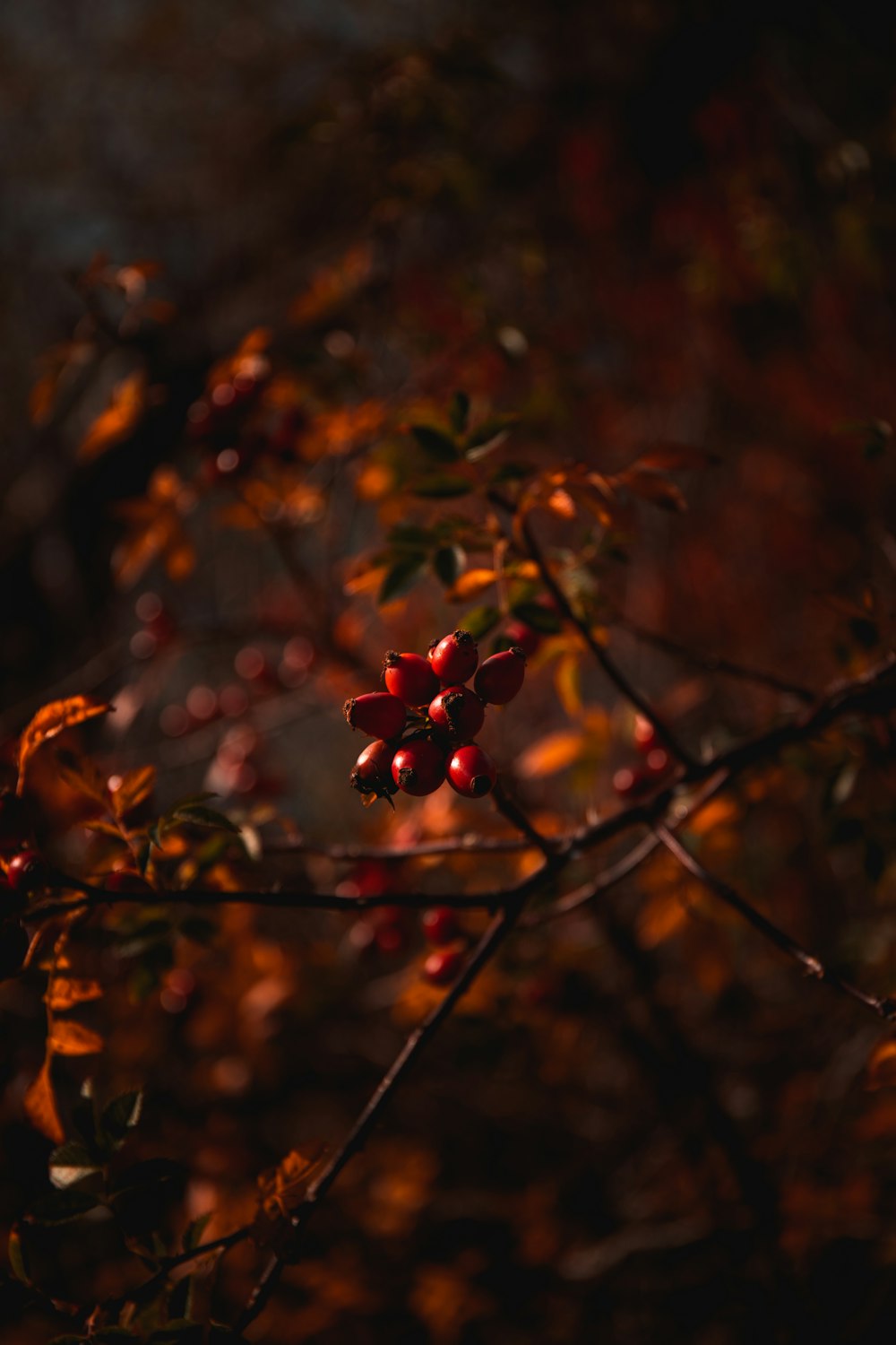 red cherries