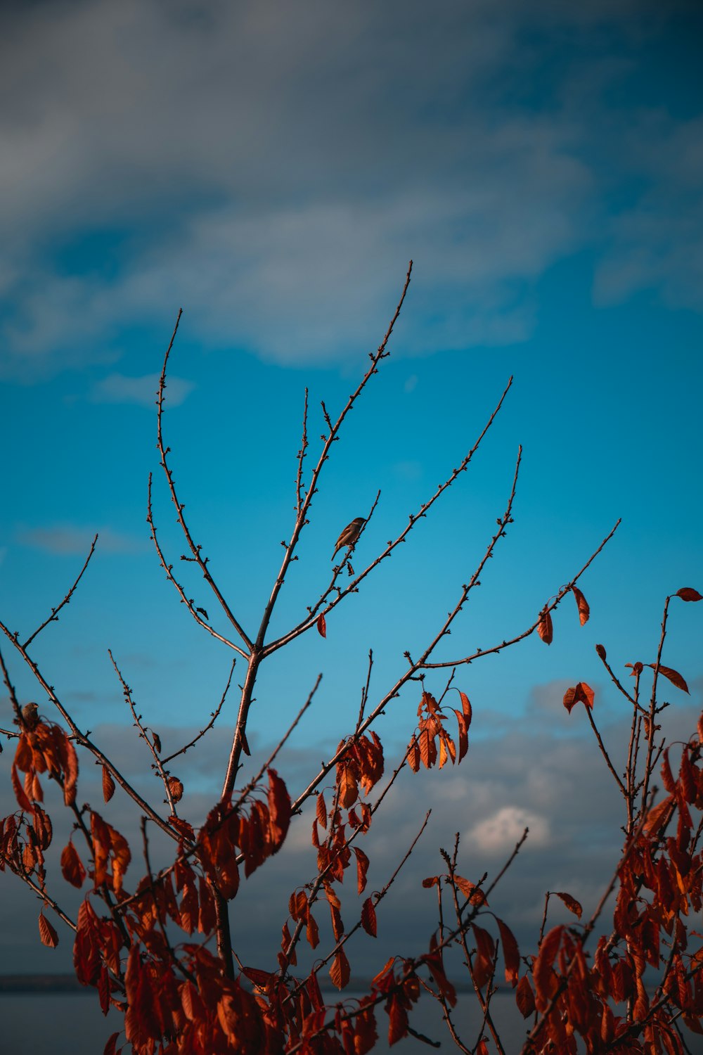 branch of brown leaves during day