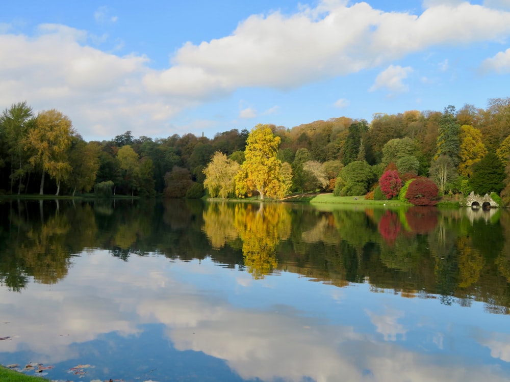 green leaf trees near body of water