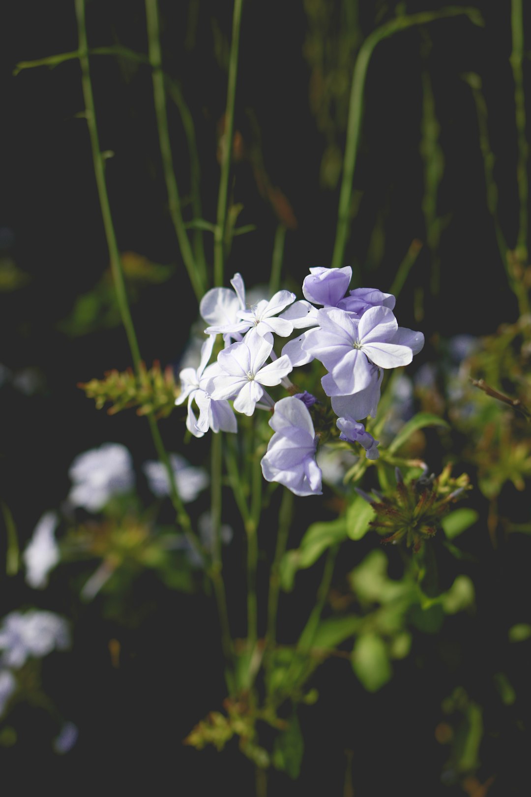 white petaled flower