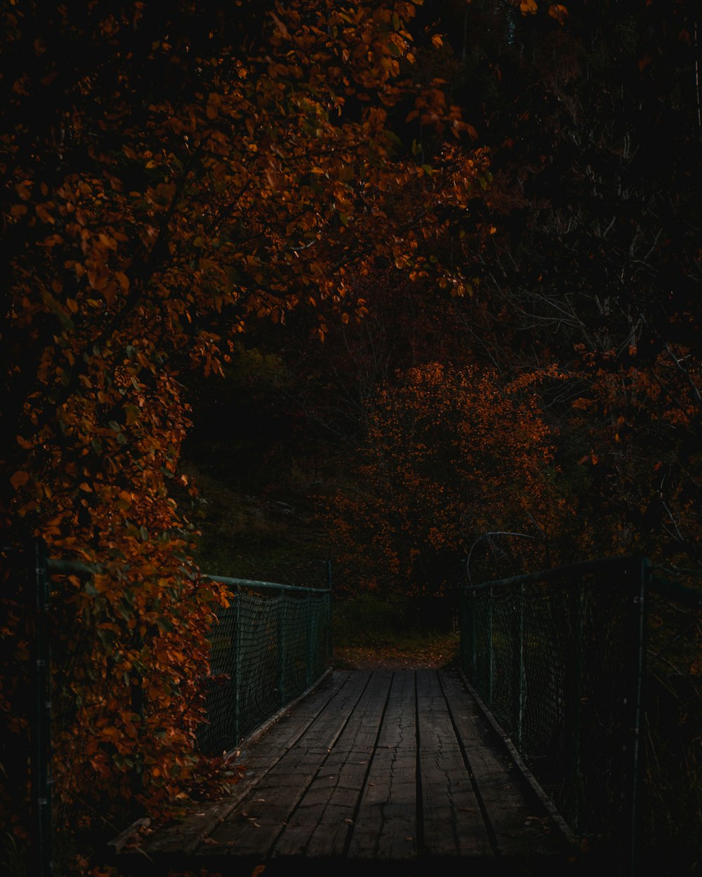 gray wooden footbridge surrounded with tall and green trees