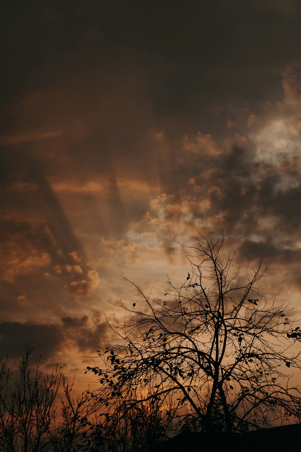 silhouette of bare tree under cloudy sky