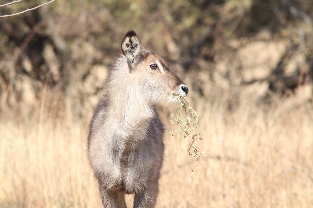 shallow focus photo of gray animal