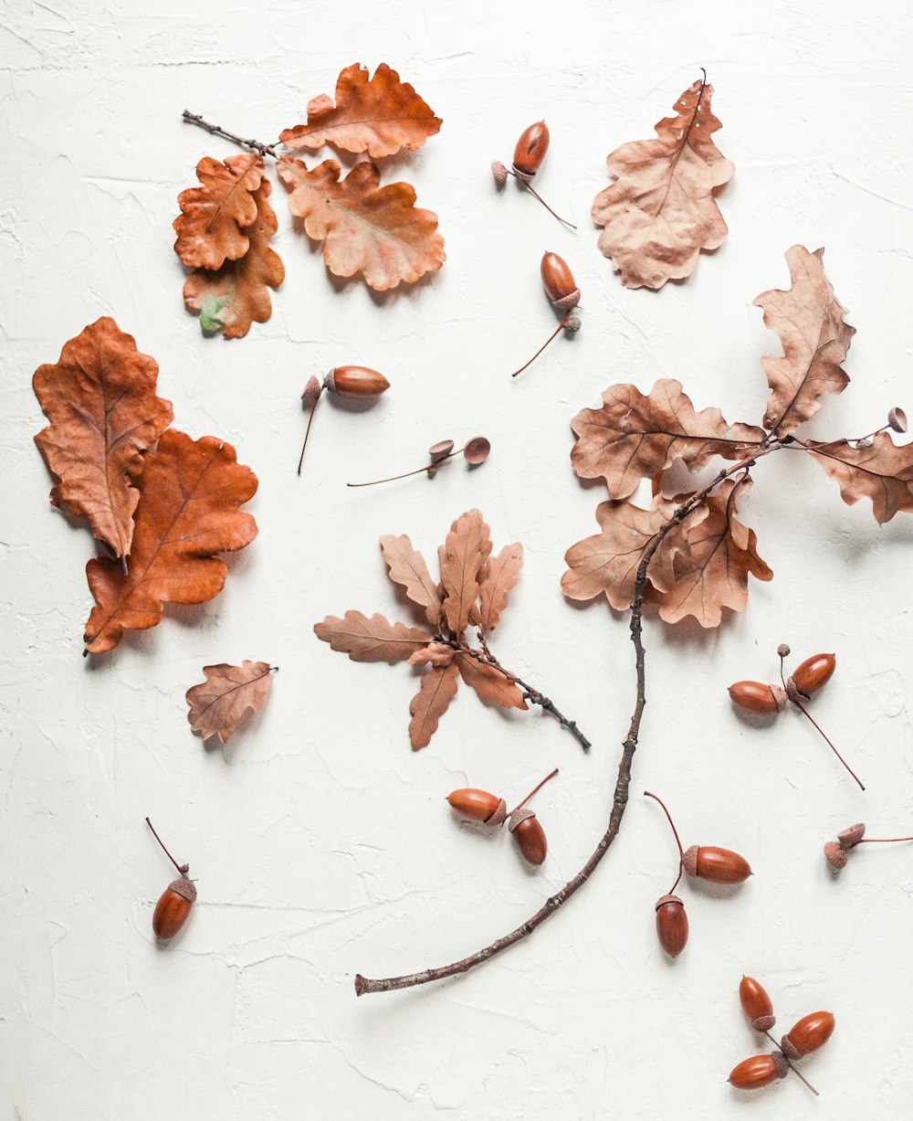 Feuilles et noix brunes sur une surface blanche