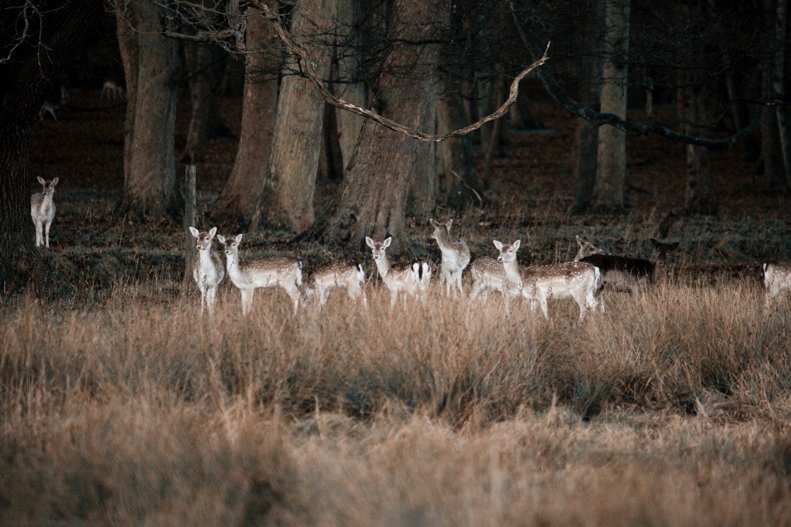 Canon EOS 5D + Canon EF 100-400mm F4.5-5.6L IS USM sample photo. Deer and deer painting photography