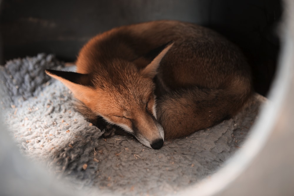 brown and white fox