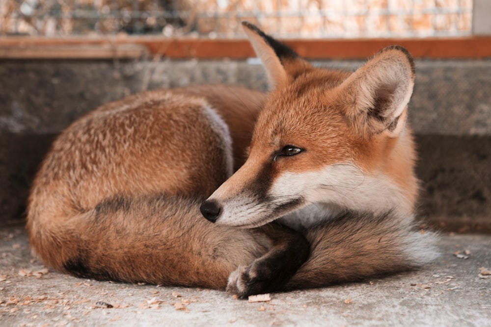 brown and white fox and brown and white fox