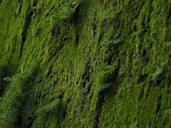 green and white abstract painting