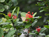Close-up of colorful butterflies resting on lush green leaves.