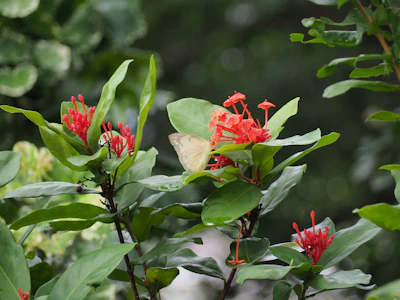 Close-up of colorful butterflies resting on lush green leaves.