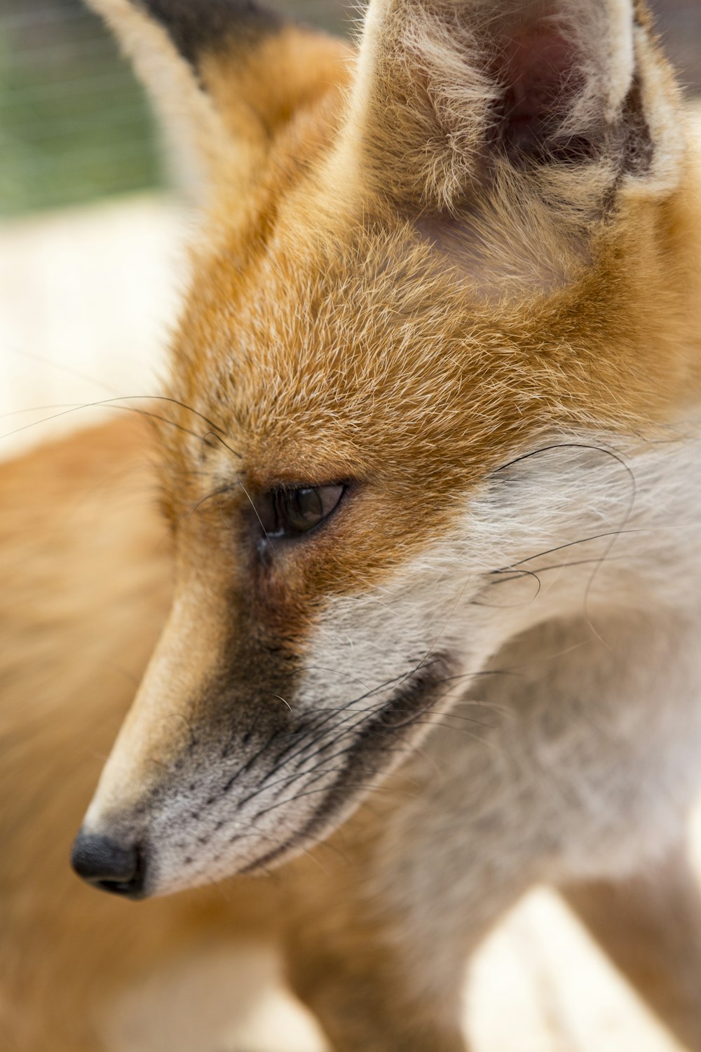 orange and white fox painting