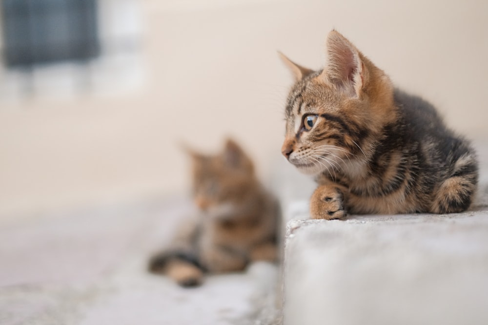 brown and black tabby cat