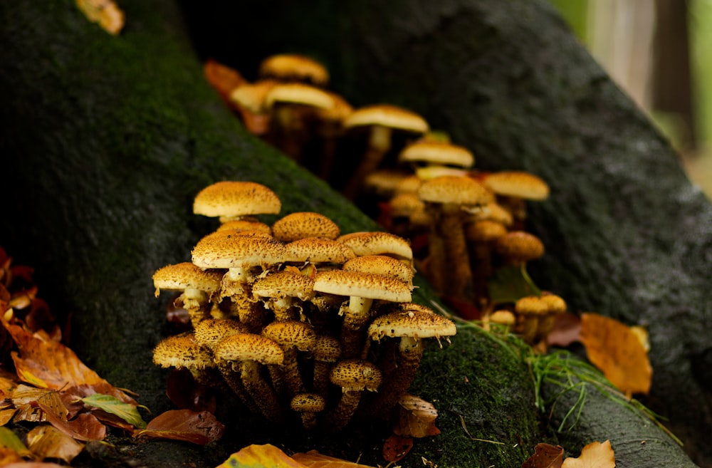 white and brown mushroom