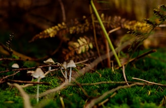 Close-up of a damp forest floor sprouting delicate mushrooms among fallen leaves.