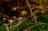 A close-up of small mushrooms growing on a forest floor, surrounded by moss and fallen branches. Fern leaves and grass add layers and texture to the scene, creating a rich, earthy environment.