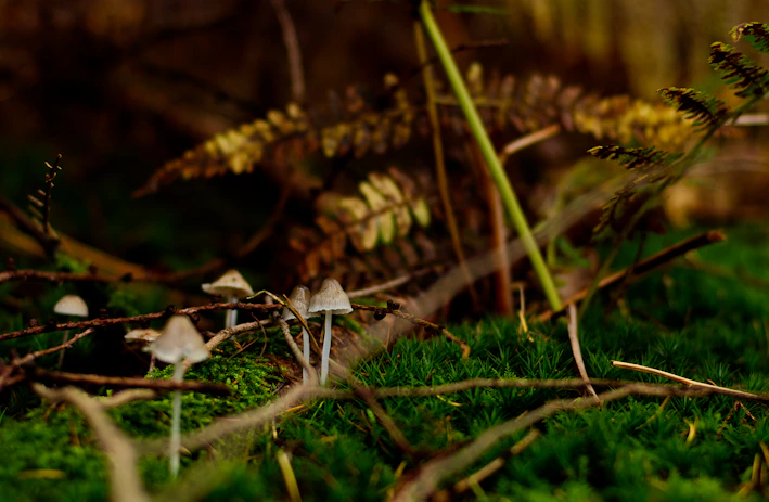 Close-up of vibrant medicinal mushrooms growing naturally on forest wood.
