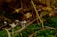 A close-up of small mushrooms growing on a forest floor, surrounded by moss and fallen branches. Fern leaves and grass add layers and texture to the scene, creating a rich, earthy environment.