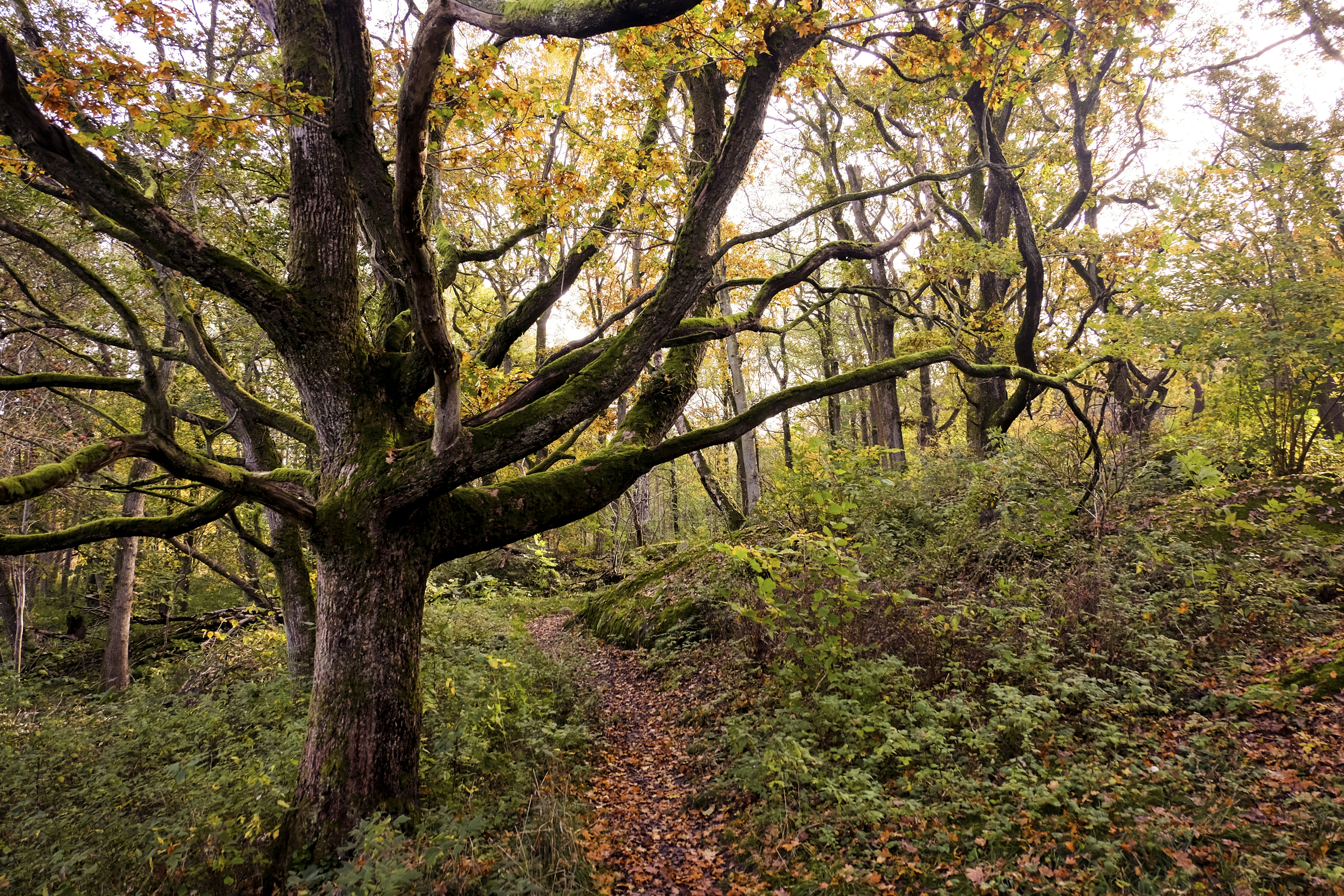 stunning enchanted forest pictures hd download free images on unsplash stunning enchanted forest pictures hd