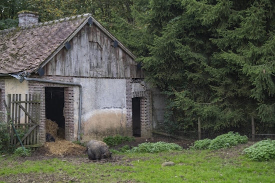A rustic barn with a wooden and brick facade stands surrounded by lush green foliage and tall evergreen trees. The roof is covered with old, weathered tiles, and a small chimney peeks from the side. An open barn door reveals hay inside, while a pig is seen near the entrance, rooting in the muddy ground.