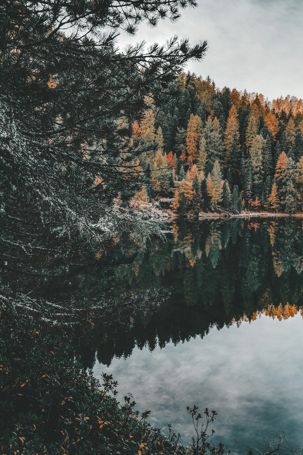 Riflessione degli alberi sullo specchio d'acqua