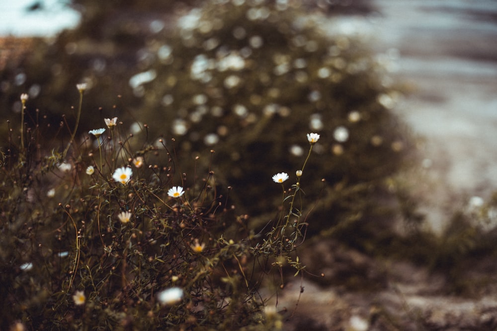 daisy flower field