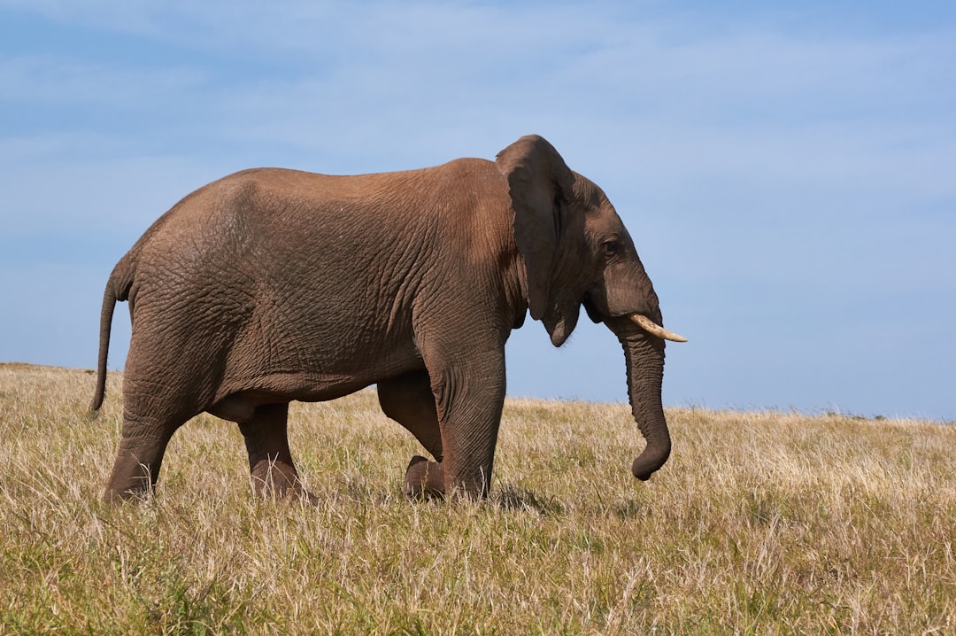 brown elephant on grass field