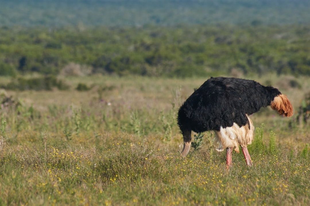  bird on green grass ostrich