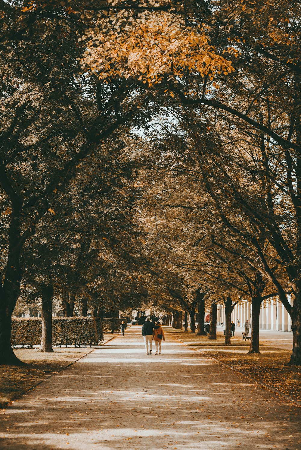 two persons walking between trees