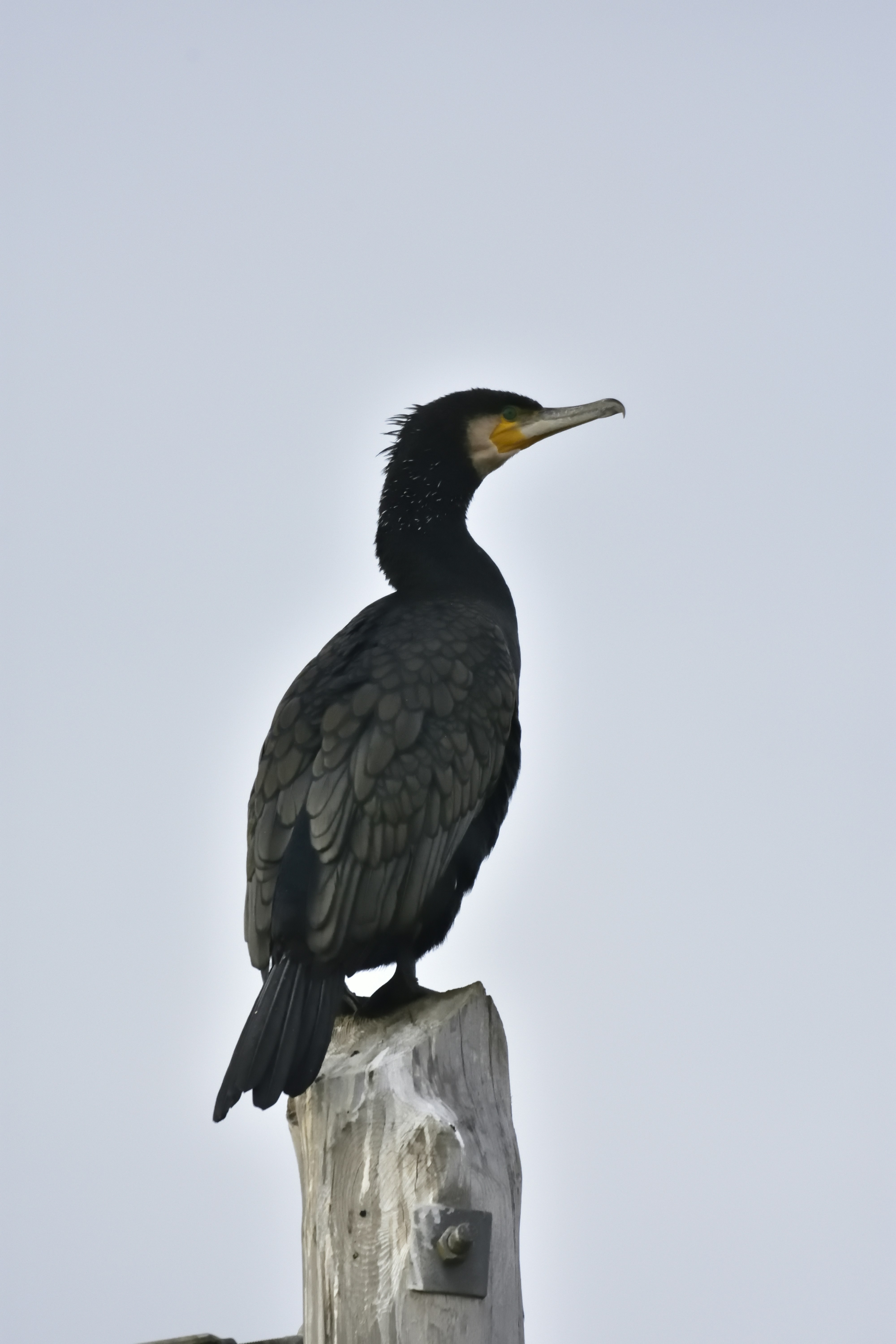 Définition de cormoran Dictionnaire français