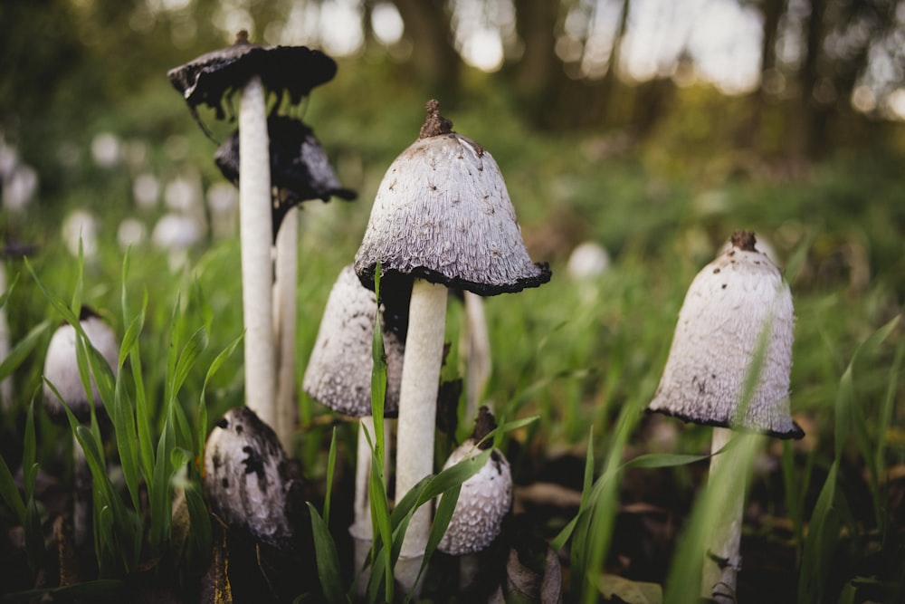 white mushrooms on grass during day
