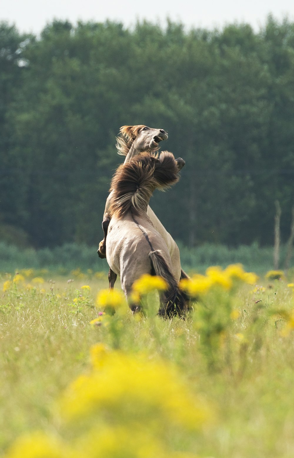 brown horse standing on flower field