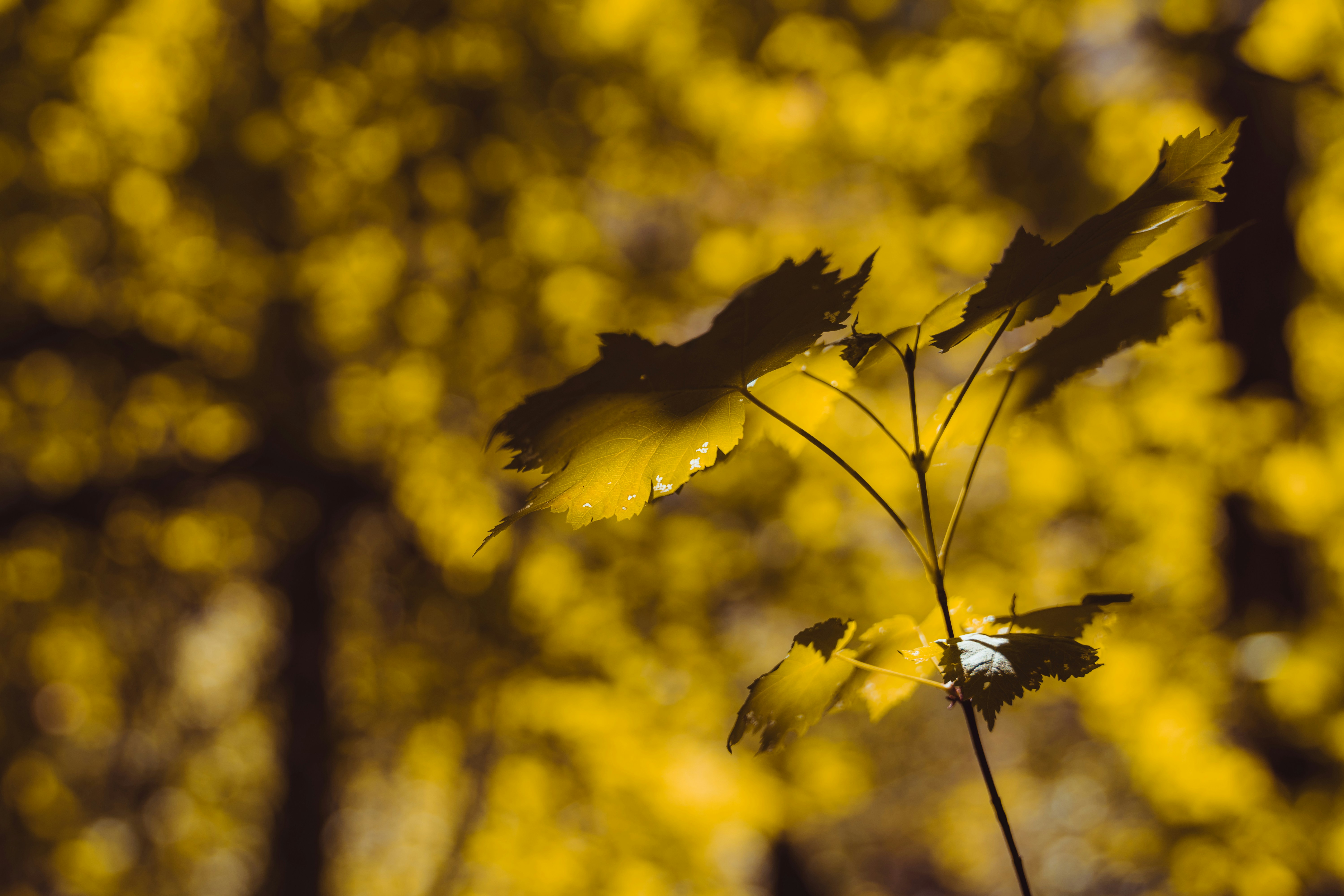 Photo by tomaswilliamsa