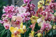 pink and yellow flowers