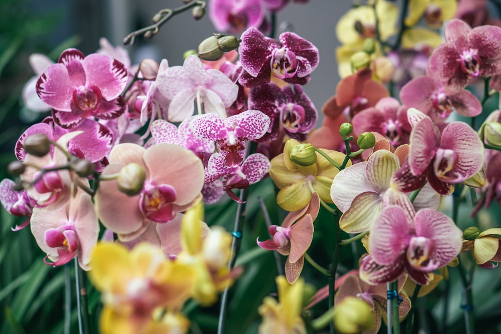 pink and yellow flowers