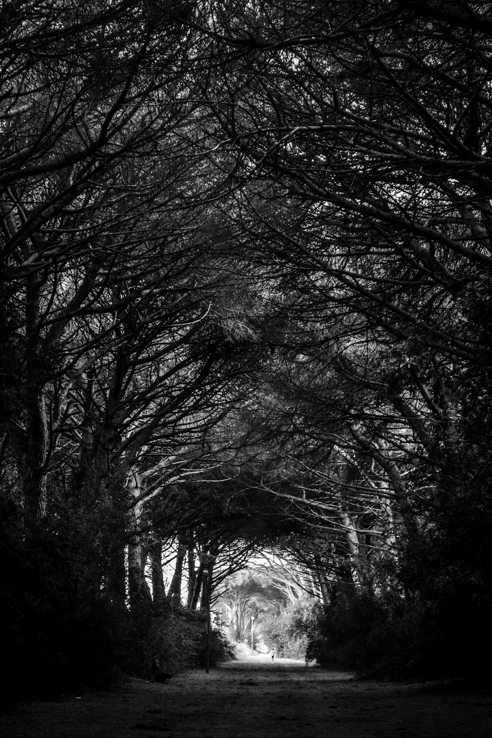 grayscale road in between trees