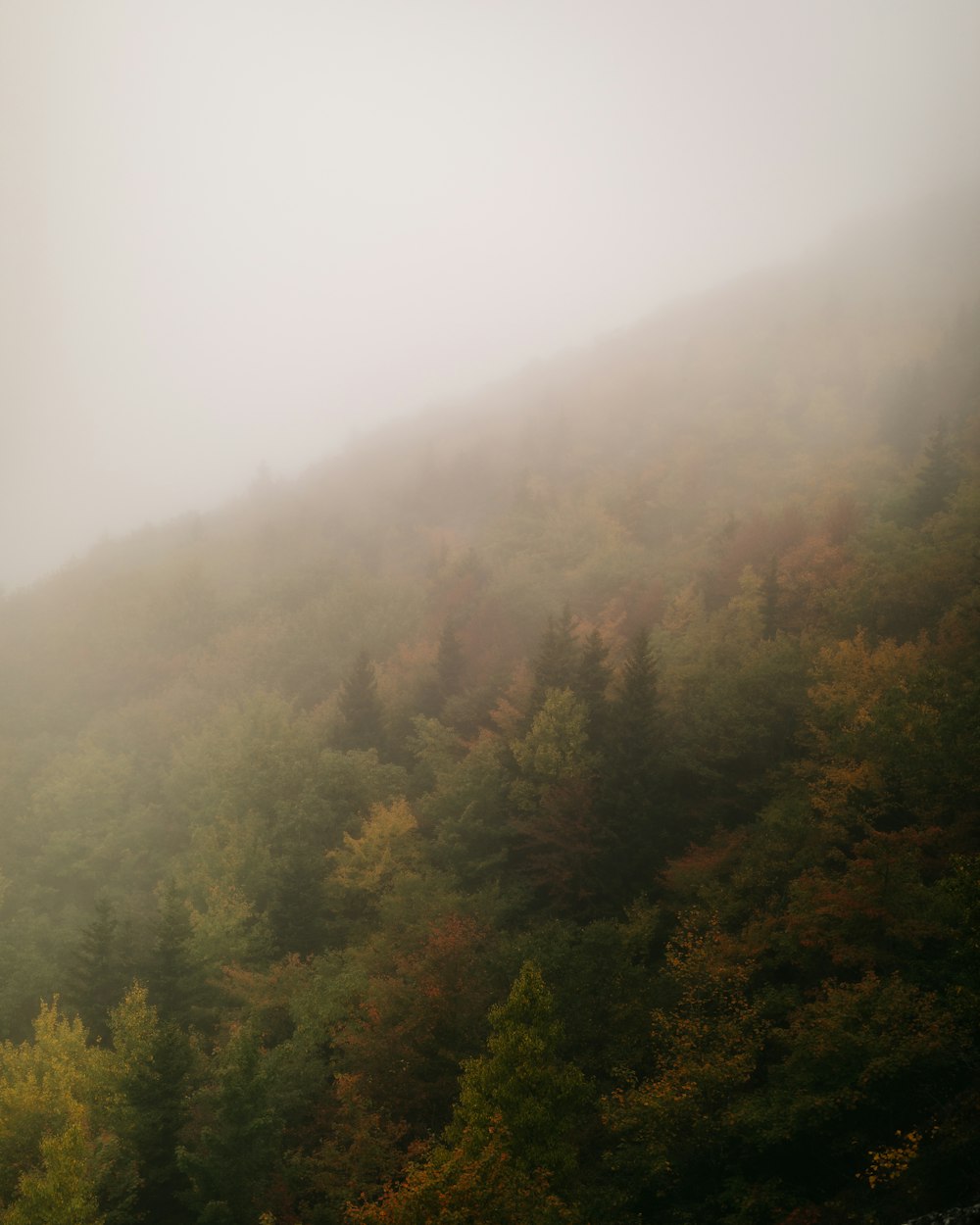 aerial photo of green trees