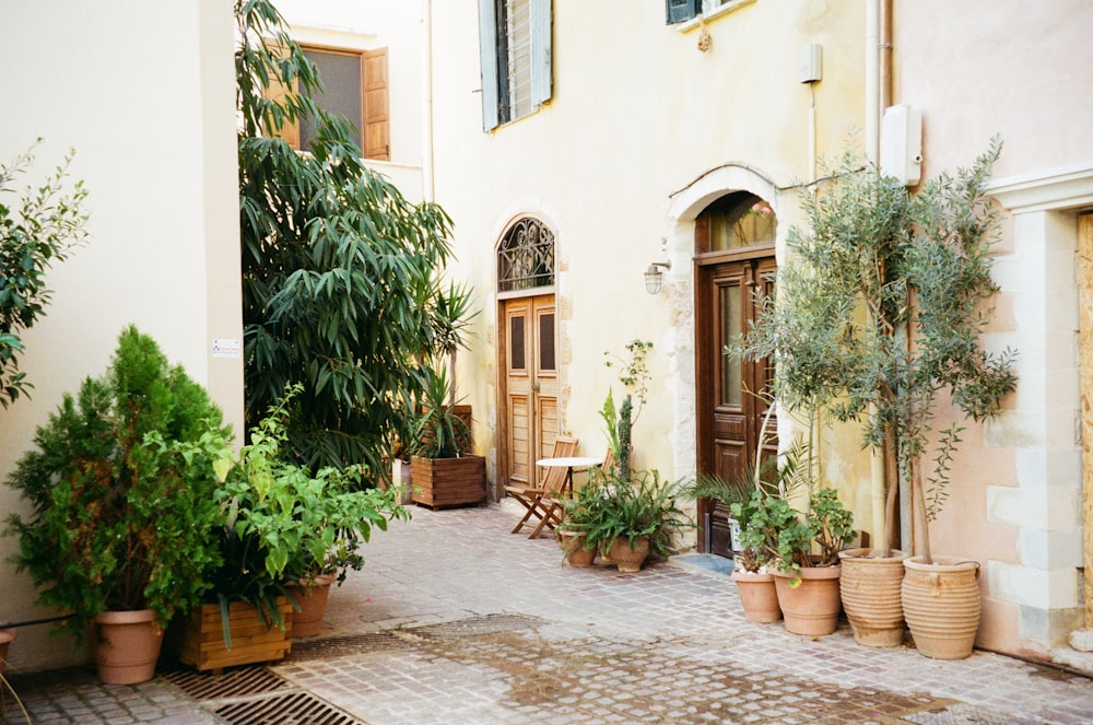 brown potted green leafed plants