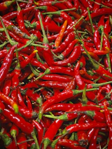 red chili lot