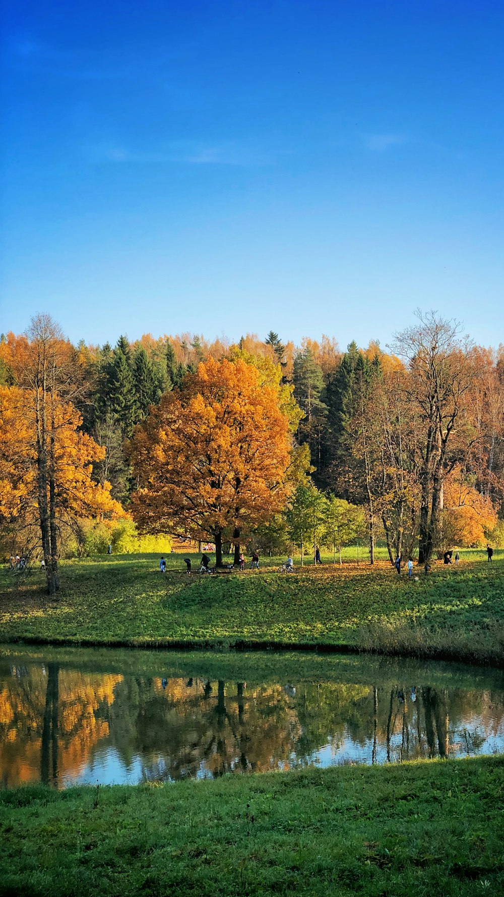 trees reflection on body of water during daytime