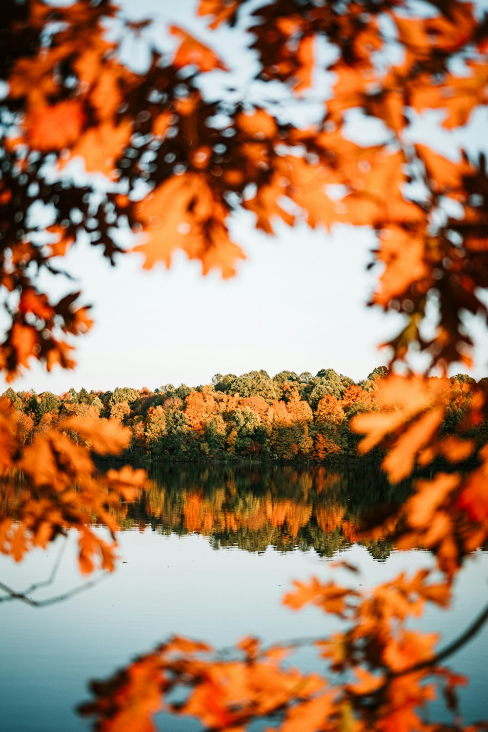 trees beside calm body ofwater