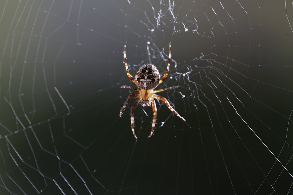 brown and black spider on web during daytime