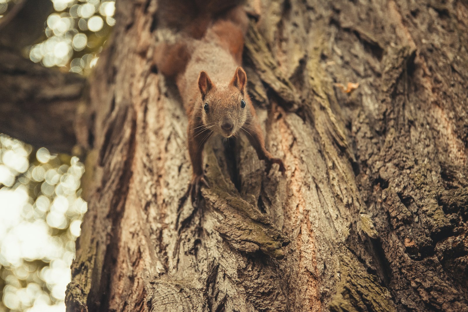Nikon AF-S DX Nikkor 17-55mm F2.8G ED-IF sample photo. Brown squirrel on tree photography