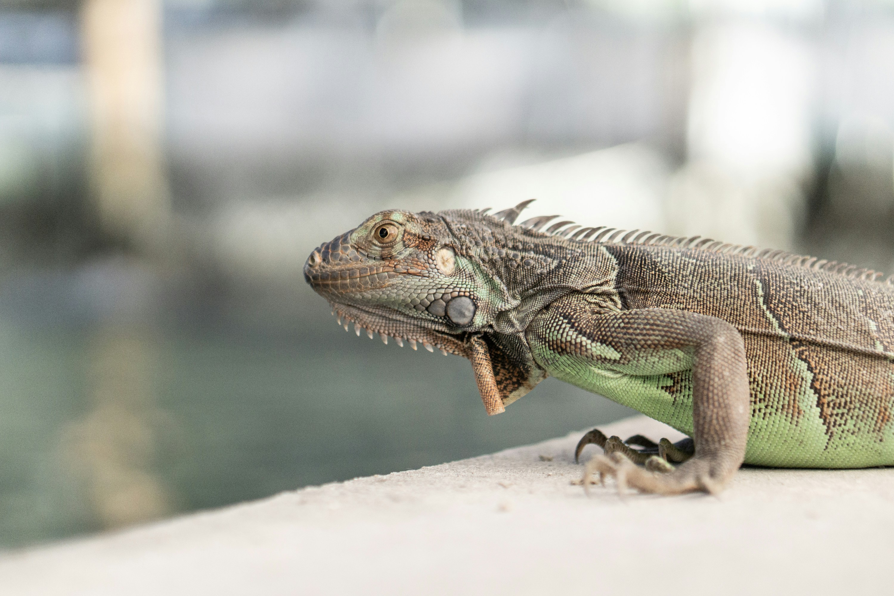 lagarto gris y verde