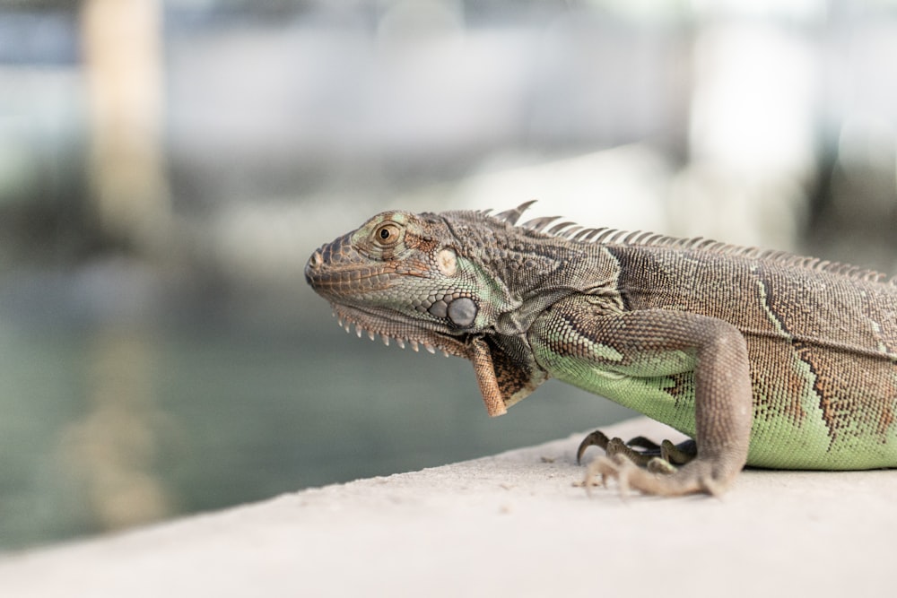 gray and green lizard