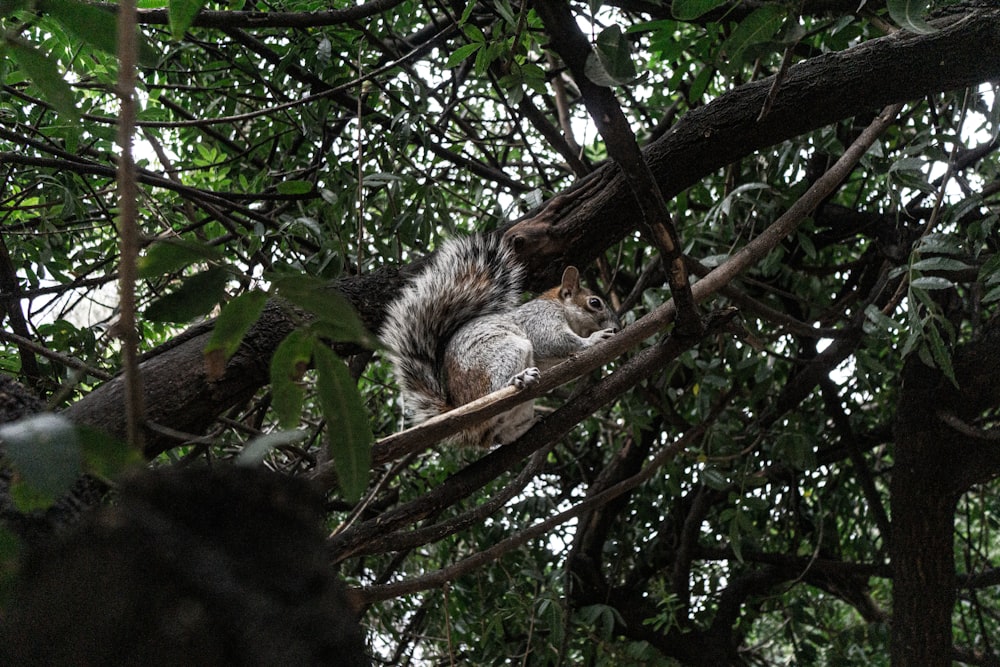 gray and black squirrel on tree branch