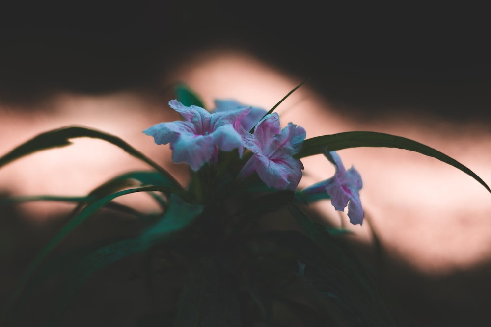 photo of pink and white flowers