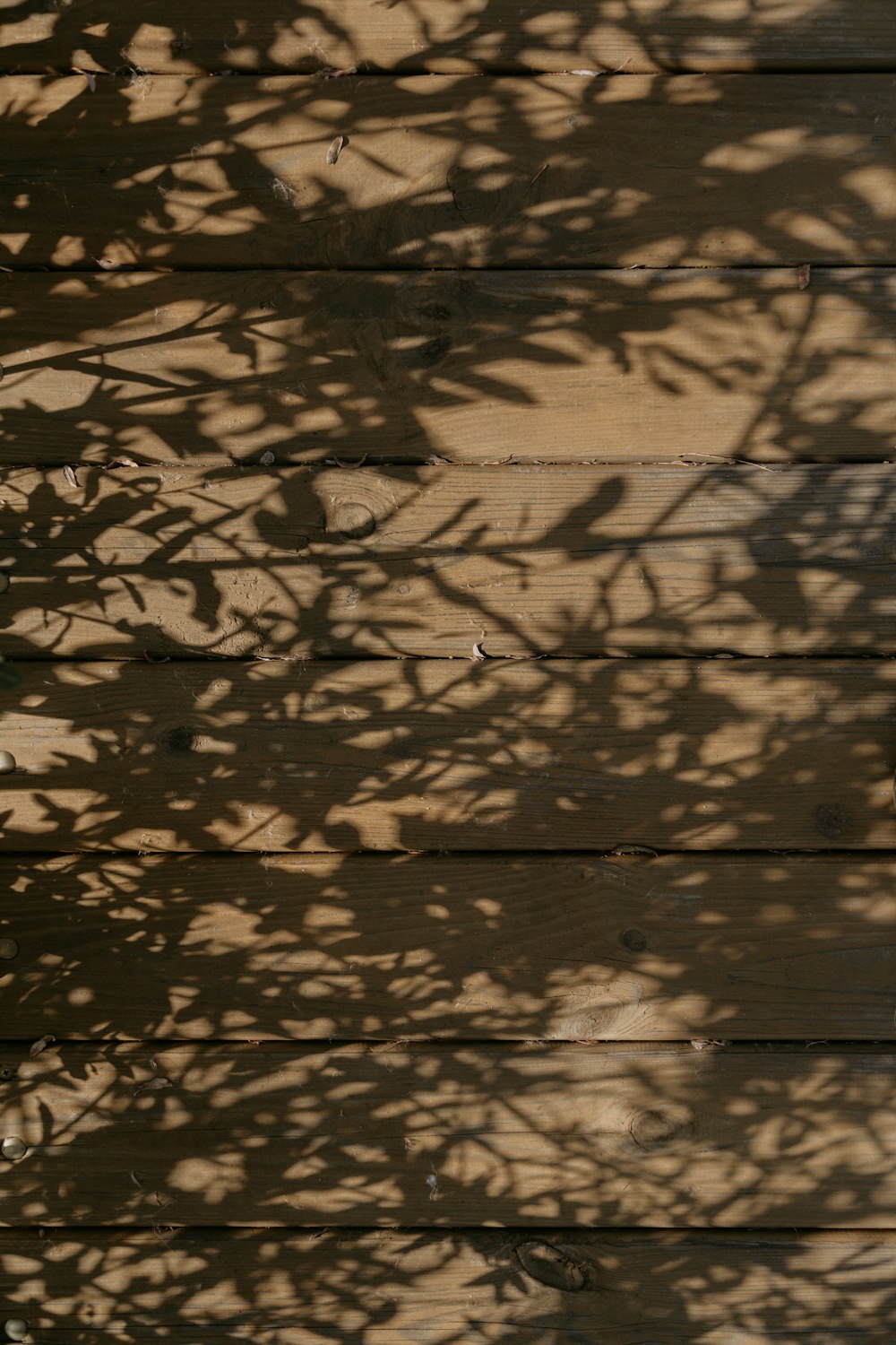 silhouette d’arbres sur une promenade en bois brun