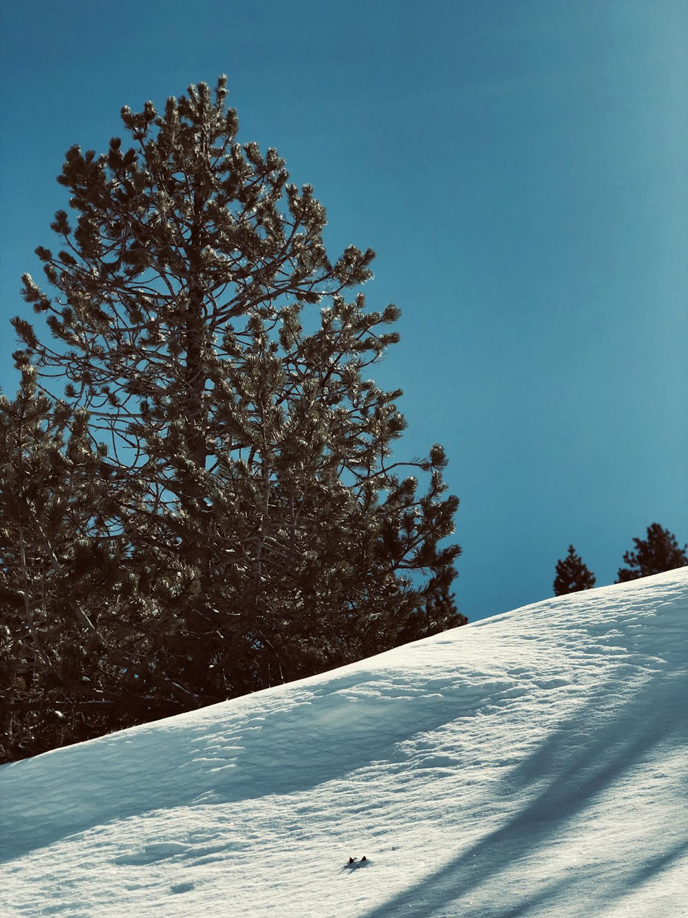 green trees covered by snow